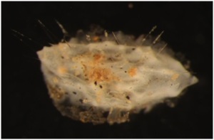 Sponge commonly found in association with manganese nodules (example of epifaunal organism).  Esponja comúmente asociada a los nódulos de manganeso (ejemplo de organismo de la epifauna). Sergi Taboada & James Bell (NHM London)